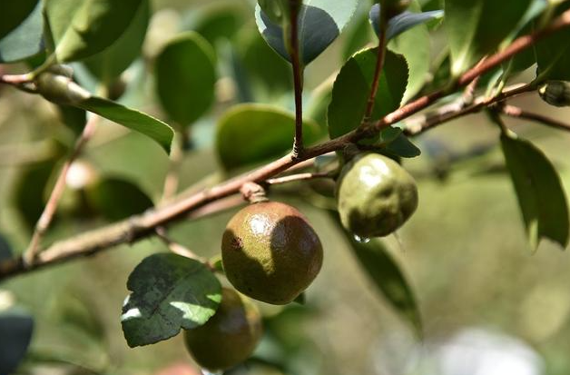 茶油树的品种(选择最适合您的茶油树品种)