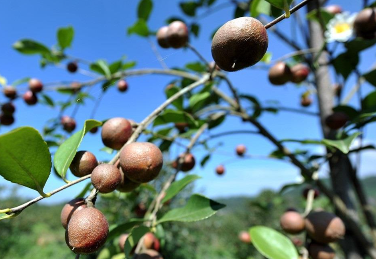 浙江最大的茶油树品种